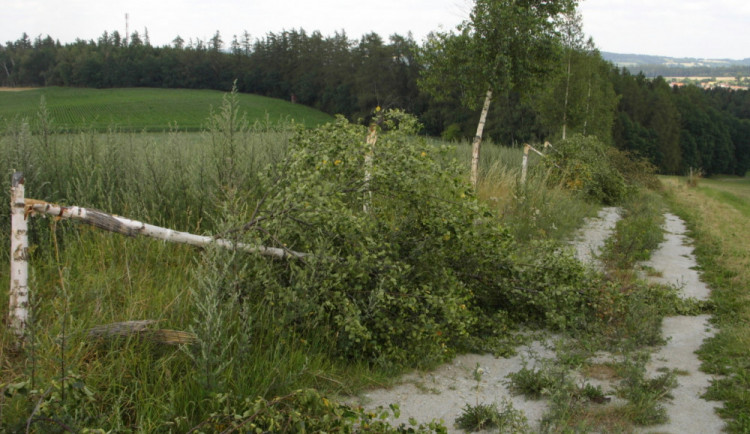 Vandal poškodil devatenáct bříz. Způsobil tak škodu za bezmála pětašedesát tisíc korun