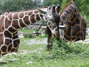 Žirafí samec Manu uhynul z důvodu akutních střevních problémů, ale i dlouhodobého stresu