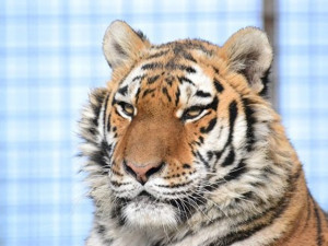 VIDEO: Kdysi týraná tygřice měla být utracena, díky péči v Šiklandu naopak výborně prospívá
