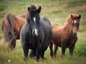 Benefice na konci prázdnin pomůže týraným a nemocným koním. Akci podpoří Václav Vydra