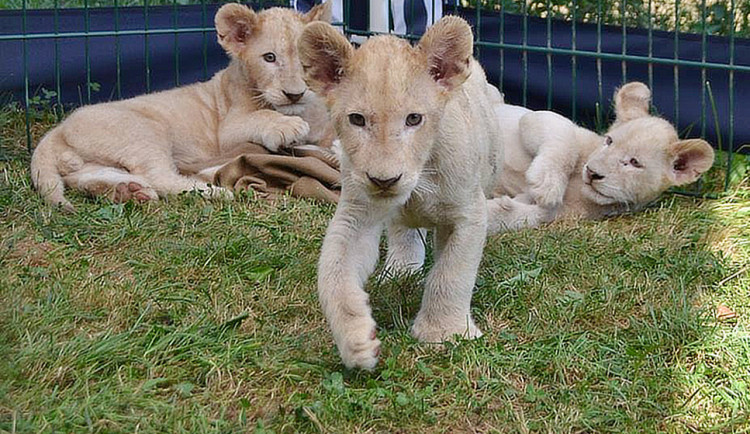 VIDEO: Dvorecká zoo pokřtila tři dvouměsíční koťata vzácného bílého jihoafrického lva