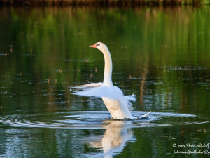 Rudolf Jedlička, Jen si tak trochu mávnout