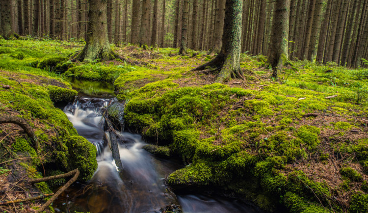 Pavel Slavíček - Lesní potůček