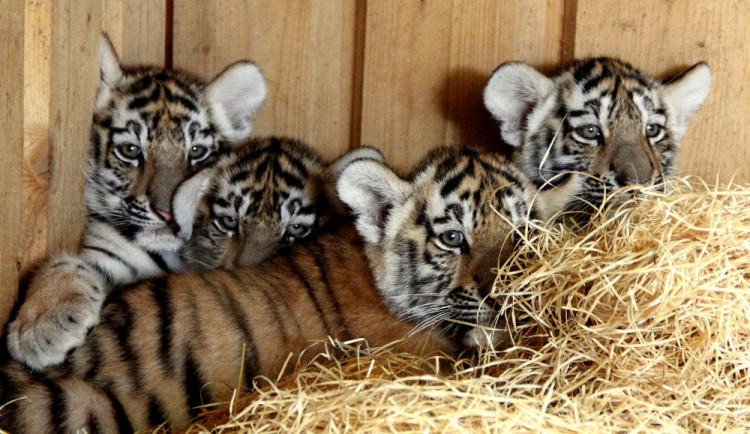 VIDEO: Tygříci prozkoumávají venkovní výběh zoologické zahrady v Hluboké nad Vltavou