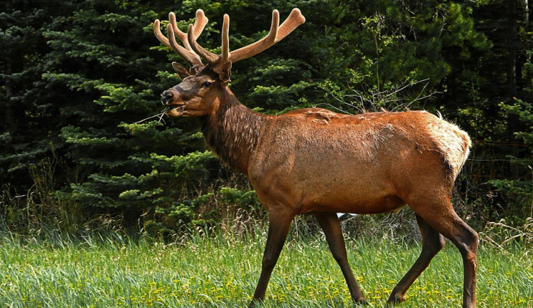 Období jelení říje začíná. Proto Národní park Šumava dočasně zavírá výběh na Kvildě