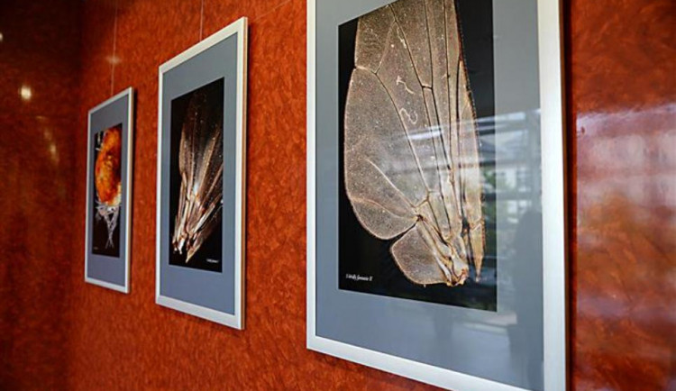 Nová výstava ukazuje detailní krásu přírody. Snímky jsou dílem jihlavských studentů