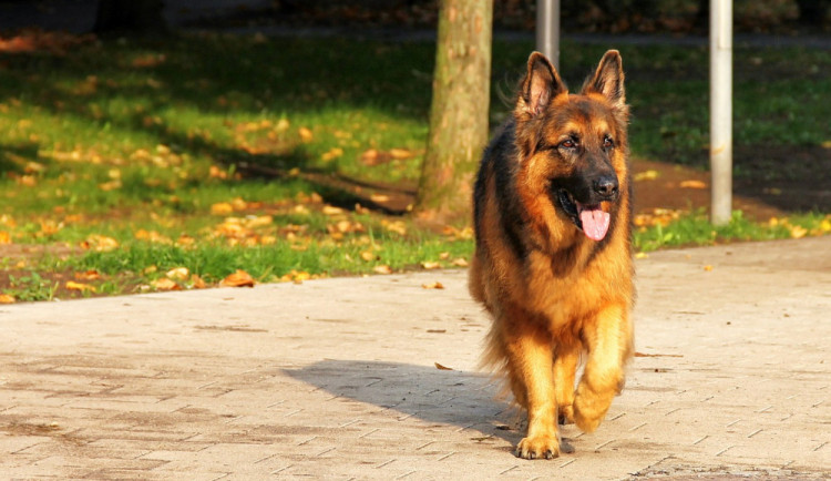 Ilustrační foto - Německý ovčák