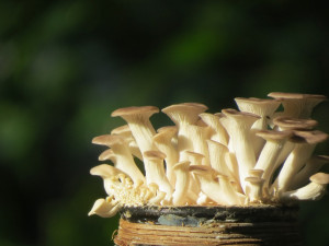 V lesích Vysočiny začínají po ochlazení růst podzimní druhy hub. Třeba ryzce nebo hlíva