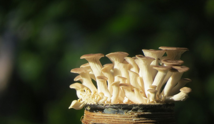 Ilustrační foto, hlíva ústřičná