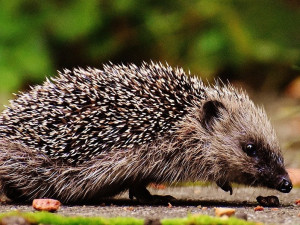 POČASÍ NA PÁTEK: Zatažená obloha s občasným mrholením. Teploty kolem čtrnácti stupňů