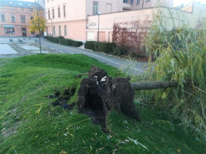 FOTO: Silný vítr vyvrátil vrbu v Parku Gustava Mahlera. Bude nahrazena novým kusem