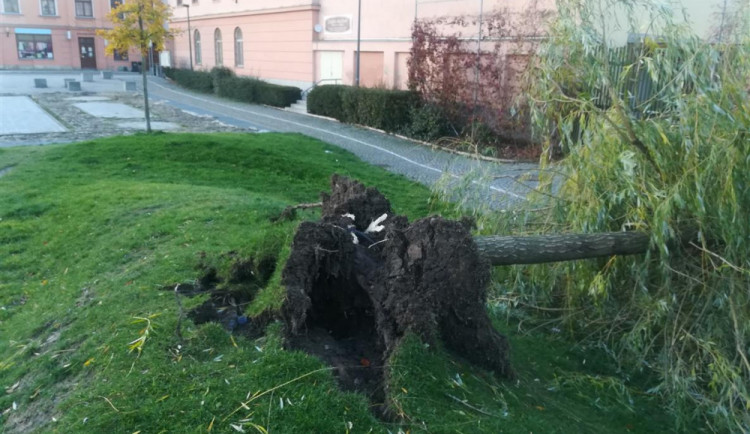 Silný vítr vyvrátil vrbu v Parku Gustava Mahlera. Bude nahrazena novým kusem