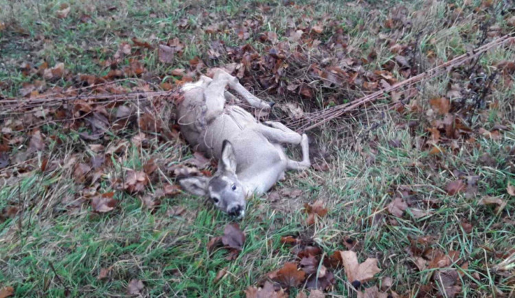 V ohradníku u Uhřínova uvízla srnka. Během několika minut jí pomohli hasiči