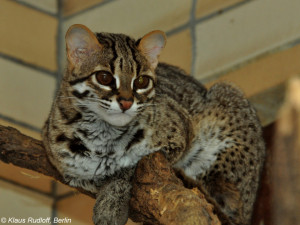 Jihlavská zoo má nového obyvatele, ve středu byla přivezena vzácná kočka palawanská