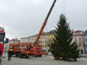 FOTO, VIDEO: Už i Jihlava má svůj vánoční stromeček. Letos byl pokácen na Horním Kosově