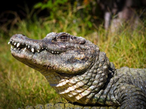 Zoo Jihlava se rozrostla o vzácného jedince, minulý týden byl dovezen samec aligátora čínského