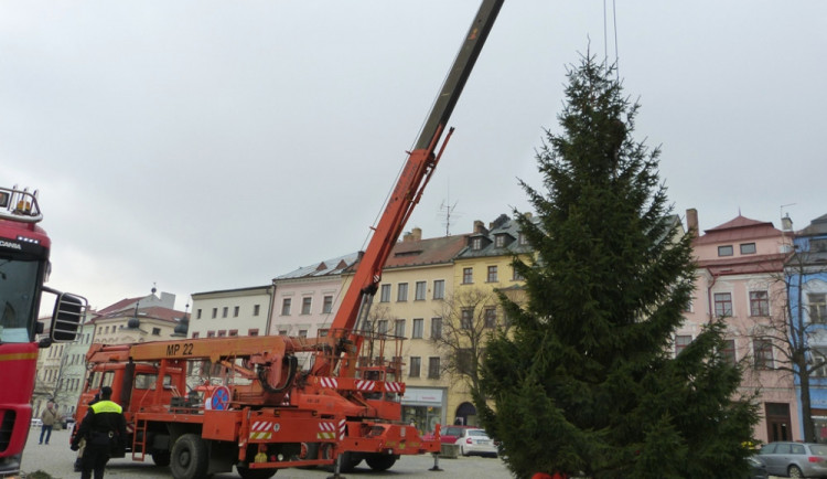 Už i Jihlava má svůj vánoční stromeček. Letos byl pokácen na Horním Kosově