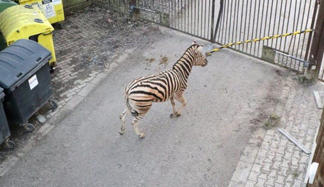 Po jihlavské zoo zmateně pobíhal nový samec zebry. Nyní se zotavuje z řezných ran