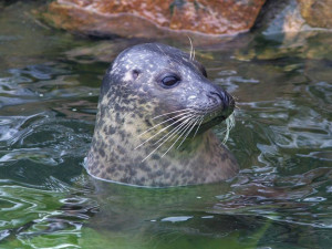 Jihlavská zoo přišla o jedno z nejoblíbenějších zvířat, uhynul tuleň Artos