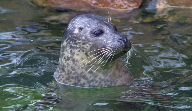 Jihlavská zoo přišla o jedno z nejoblíbenějších zvířat, uhynul samec tuleně Artos