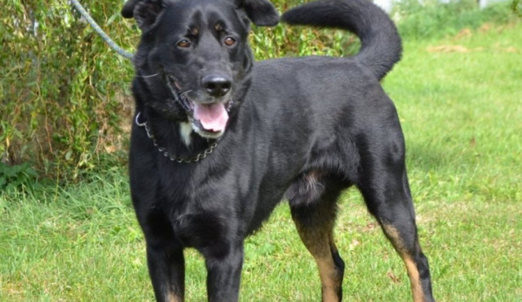 Jihlavský útulek hlídá kříženec Rex. Azyl tam našla třeba i krajta kobercová nebo leguán