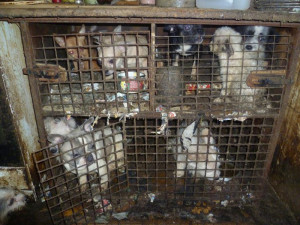 Týraných zvířat přibylo, nejhorší byl případ s dvěma sty zanedbanými psy na Pelhřimovsku