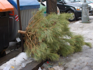 Služby města Jihlavy začaly štěpkovat použité vánoční stromky. Zpracuje se skoro 15 tun