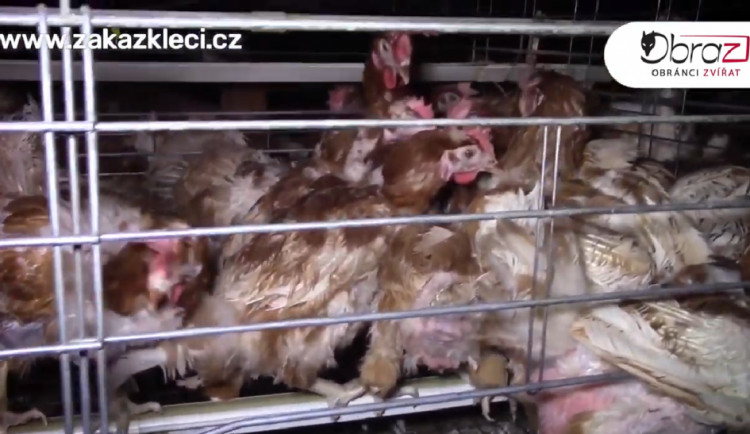 Záběry z klecových chovů