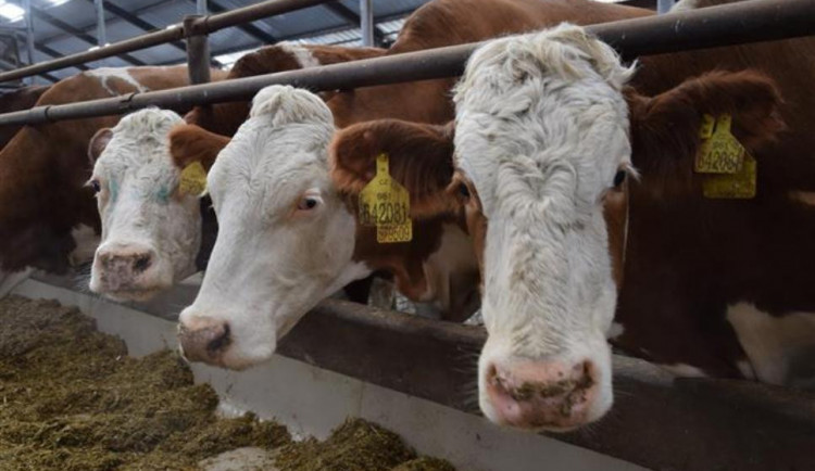 Víska odchovala býka šampiona. Jmenuje se Rolls, jsou mu skoro dva roky