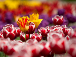 Jihlavské Masarykovo náměstí oživí jarní květiny a provoní velikonoční pečivo