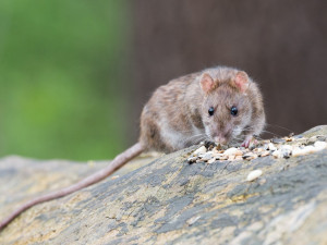 Jihlaváci, máte problémy s přemnoženými potkany? Obraťte se na radnici