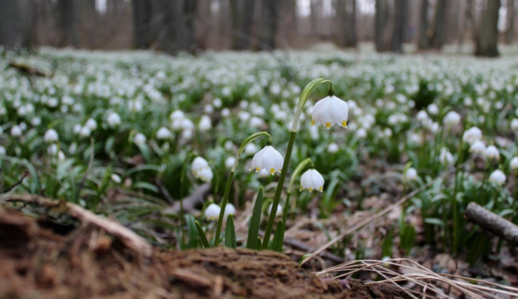 Jaro je tady! Les Jechovec opět pokryl bílozelený bledulový koberec