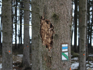 Aplikace hlídá, které stromy napadl kůrovec. Jejími autory jsou odborníci z Vysočiny