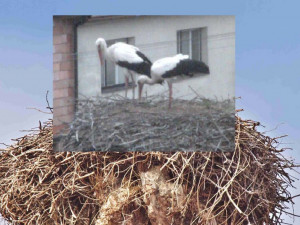 FOTO: V čapím hnízdě v Novém Veselí se zabydluje už i samička. Pár lze sledovat on-line