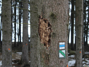 Kůrovcová kalamita na Vysočině: Kraj přidává další miliony na dotace pro vlastníky lesů
