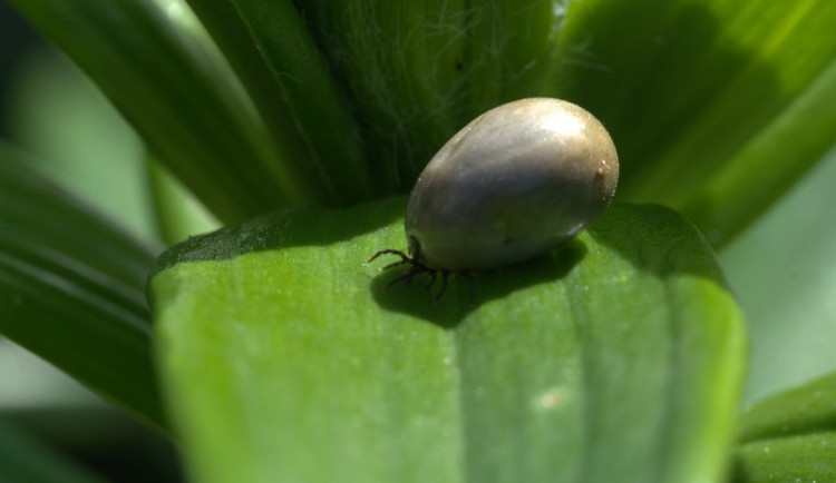 Klíšťata jsou aktivnější než loni. Riziko, že si nějaké z lesa přinesete, je na devátém stupni z deseti