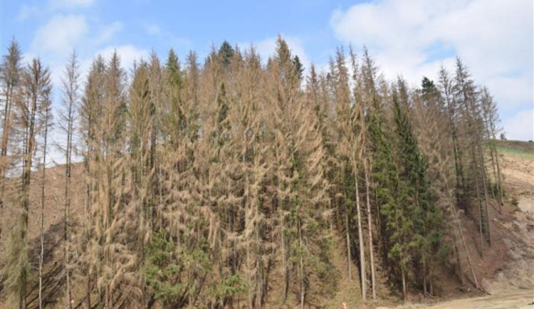 Zasažený lesní porost v okolí budoucího obchvatu II/602 Velký Beranov