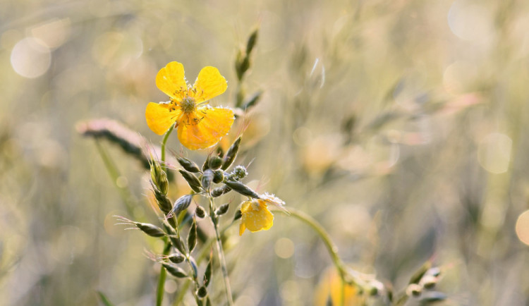 POČASÍ NA NEDĚLI: Mohou se objevit i přízemní mrazíky