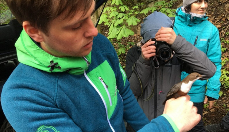 Také v Jihlavě se konalo Vítání ptačího zpěvu. Během vycházky se ozvalo skoro 50 druhů