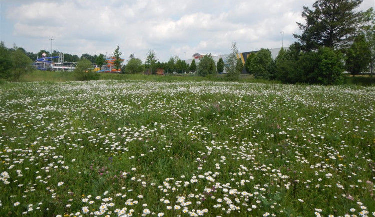 Jihlava má několik druhů travnatých ploch. Jsou místa, kam sečení nepatří, zní z magistrátu