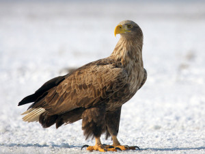 Tři orli mořští se na Jihlavsku otrávili zakázaným karbofuranem