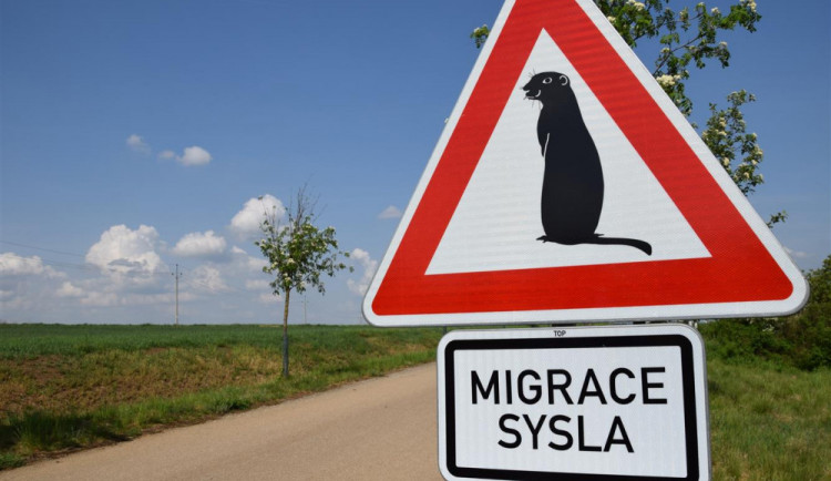 Konec zbytečných úhynů pod koly aut. Kolonii vzácného sysla ochrání speciální značky