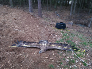 FOTO: Na Jihlavsku zahynula dvě mláďata kriticky ohroženého orla. Někdo skácel strom s hnízdem
