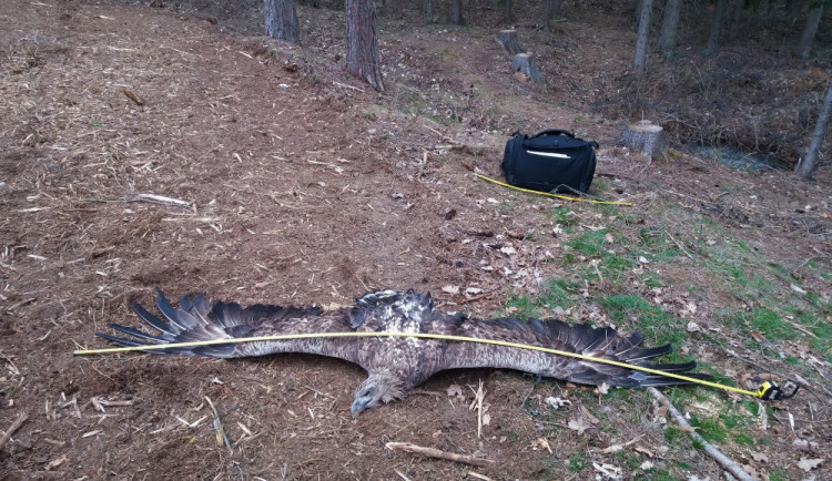 Na Jihlavsku zahynula dvě mláďata kriticky ohroženého orla. Někdo skácel strom s hnízdem