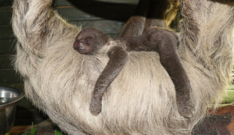 Lenochodi v jihlavské zoo mají třítýdenní mládě. Pavilon je pro návštěvníky uzavřený