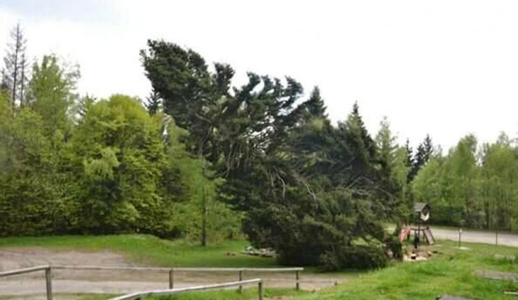 Stoletý smrk u chaty na Čeřínku šel k zemi. Nebyl v dobré kondici a byl nebezpečný pro okolí
