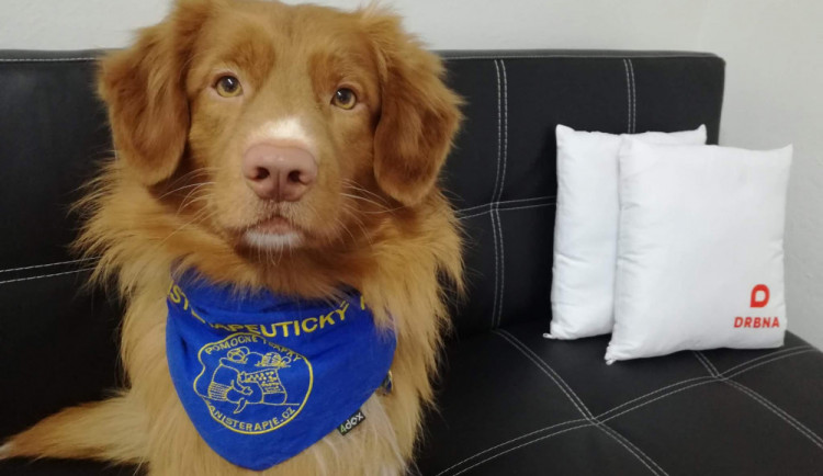 Známý pejsek Scoty musel na operaci s packou. Částečně na ni přispěla Tříkrálová sbírka