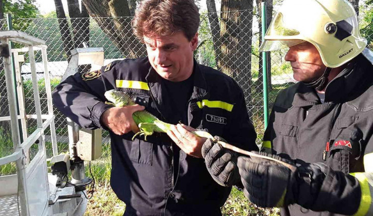 Leguán v Třešti vylezl na strom. Hasiči ho sundali za necelých dvacet minut