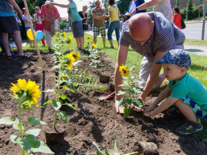 Park za jihlavskou radnicí rozzáří slunečnice. Akce podpoří pacienty s roztroušenou sklerózou