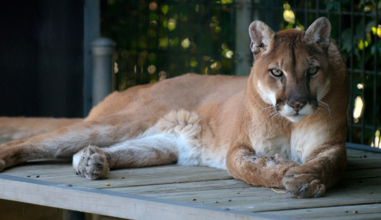 cougar-1086045_1280